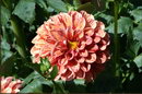 Dahlia Arabian Night